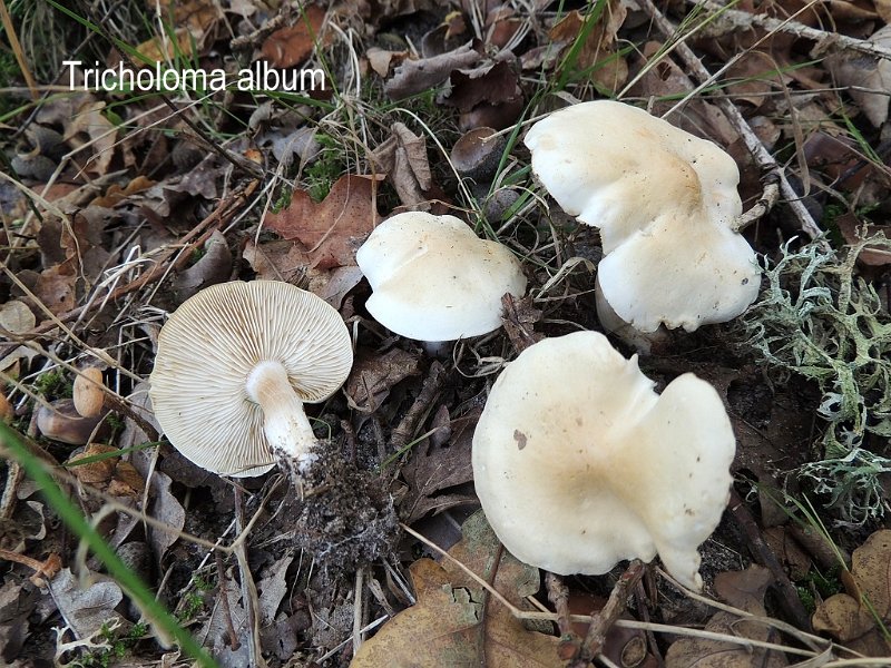 Tricholoma album-amf1850-1.jpg - Tricholoma album ; Syn1: Agaricus albus ; Syn2: Gyrophila alba ; Non français: Tricholome blanc